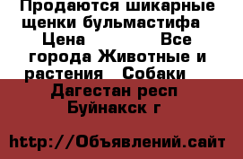 Продаются шикарные щенки бульмастифа › Цена ­ 45 000 - Все города Животные и растения » Собаки   . Дагестан респ.,Буйнакск г.